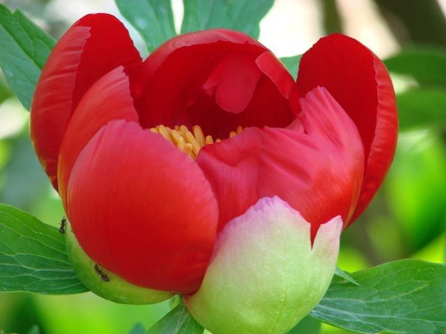 paeonia peregrina